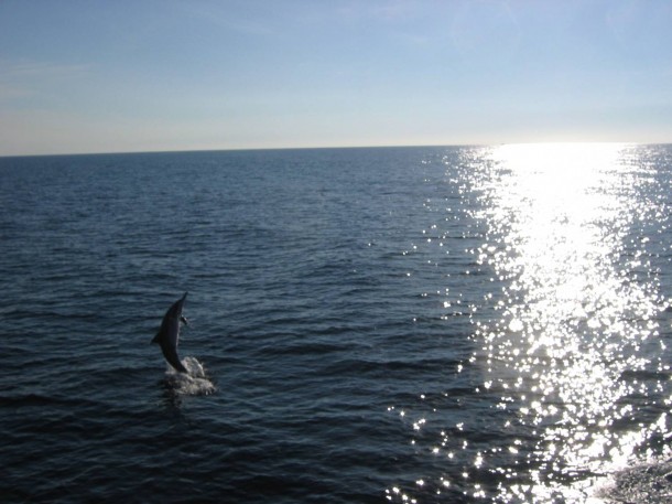 躍出海面的海豚是否正努力傳達某些海洋訊息給人類。圖片:本處陳怡純研究員提供,攝於花蓮外海。 躍出海面的海豚是否正努力傳達某些海洋訊息給人類。圖片:本處陳怡純研究員提供,攝於花蓮外海。