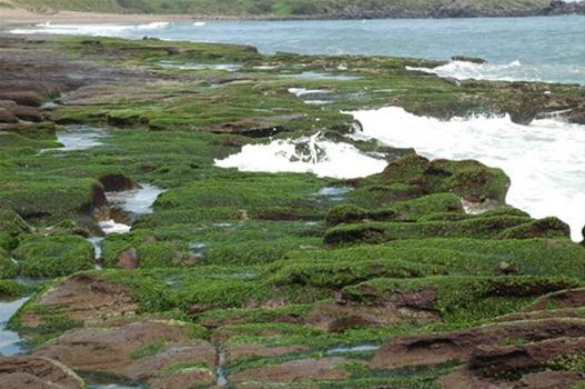 揭開藻礁的神秘面紗 揭開藻礁的神秘面紗