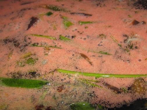 A swarm of coral eggs