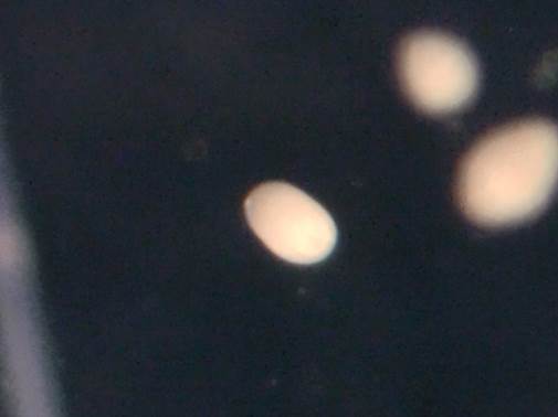 The larvae find their ideal habitats in the shallow sea