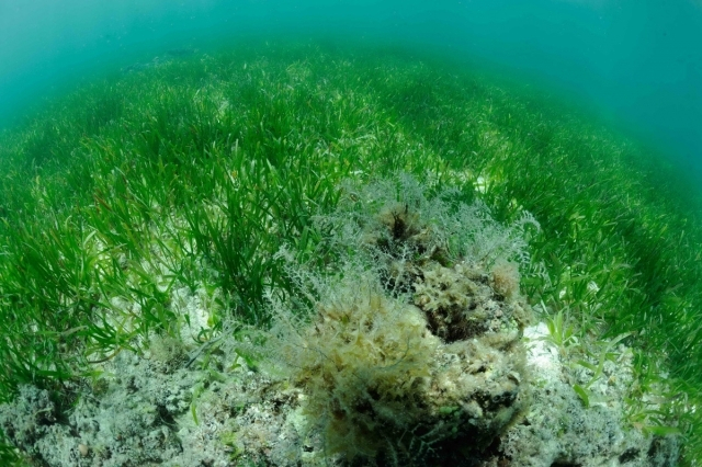 Seagrass bed at Dongsha