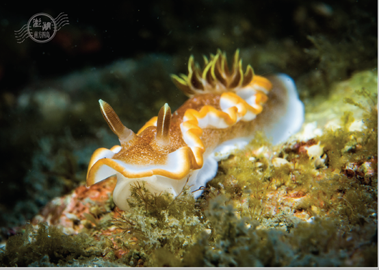 明信片-紅邊多彩蛞蝓