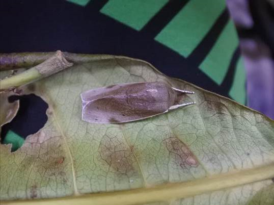 Adult gray giant moth (newly recorded species in Dongsha insects, 2017)