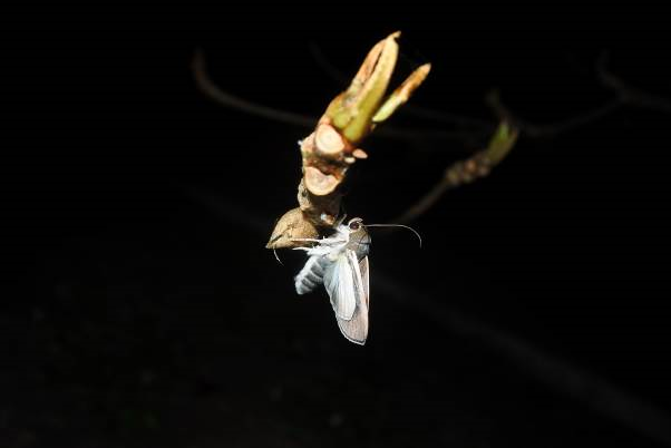 Gray giant moth emerging at night