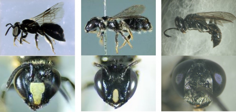 Three morphospecies of Dongsha small carpenter bees