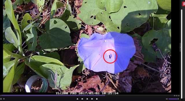 Small carpenter bee visiting flowers