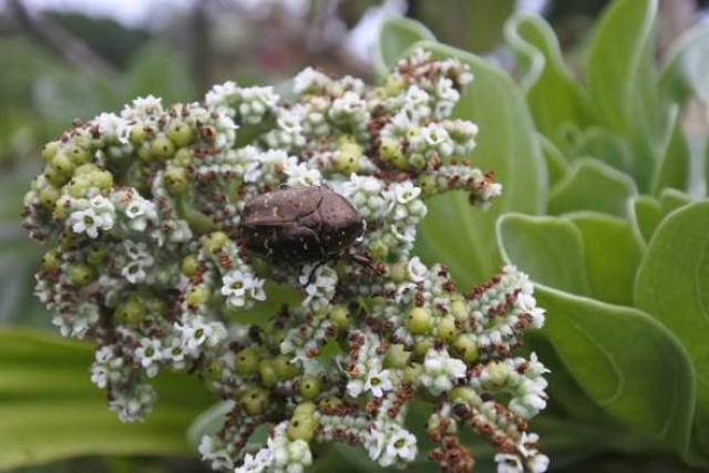 Inflorescences of Wrightia religiosa provide nectar for insects (shown: Oriental spotted flower beetle)