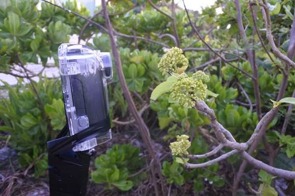 Monitoring insect flower-visiting activities with camera