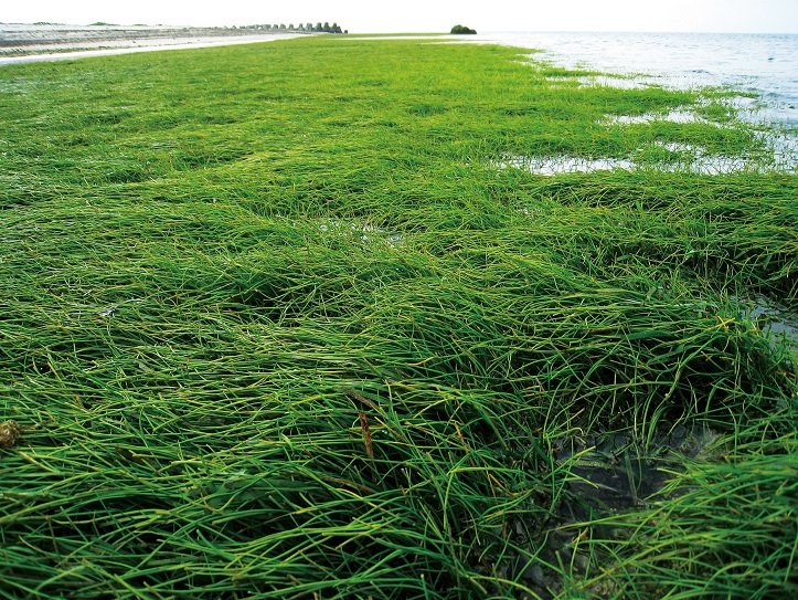 圖五東沙島周邊退潮時露出的大面積海草床
