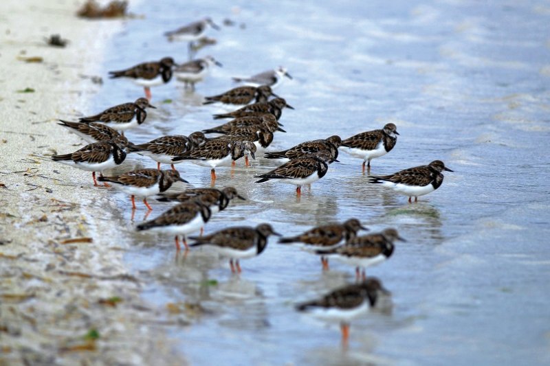 圖六東沙島常見的翻石鷸