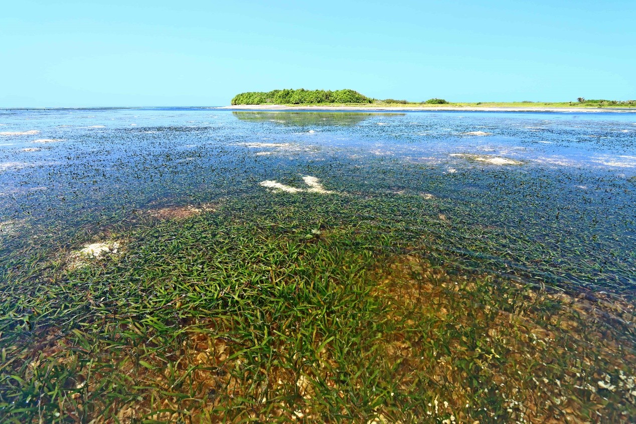 從東沙環礁的海草床-看看藍碳新挑戰