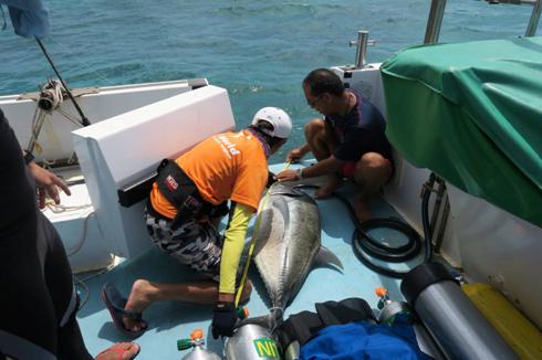 Measuringthe fish and labeling the satellite tags.