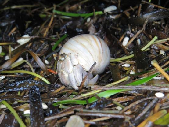 Coenobita rugosus foraged about in the seagrass debris. (Photoed by Chia-Hsuan Hsu)