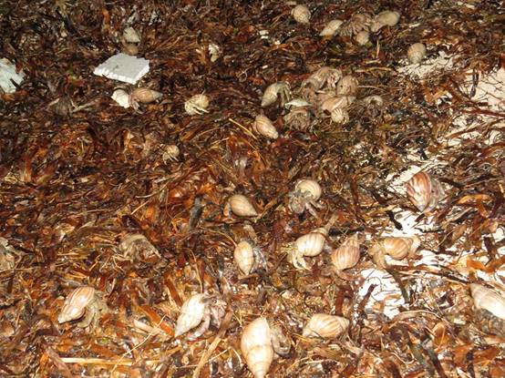 A cluster of Coenobita rugosus foraged along with the shore in summer time.(Photoed by Chia-Hsuan Hsu)