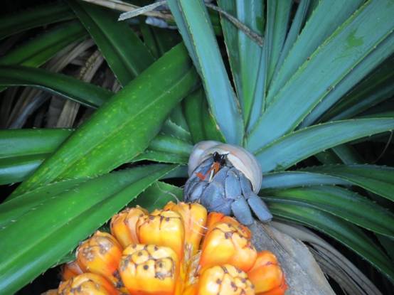 Coenobita violascens is often found on Pandanus tectorius. The natural background can bring out its beauty.