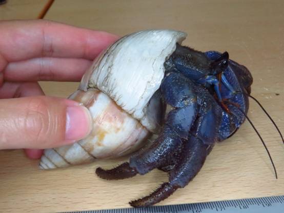 Coenobita violascens in royal blue