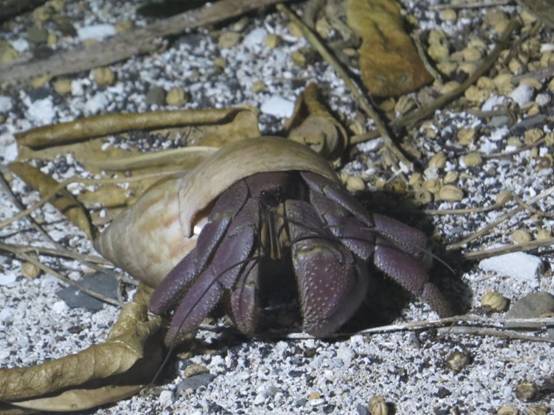 Coenobita brevimanus