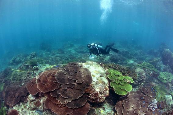 This is the 6th year of surveillance at the sea area of South Penghu Marine National Park. (Photo by Ming-Hsiu Cheng)