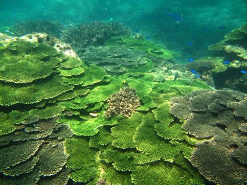 A pile of Acropora hyacinthus are lying everywhere.