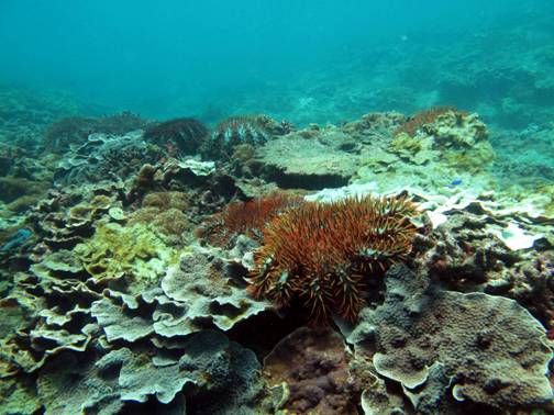 Acanthaster planci was clustered massively around Sigii-yu sea area between 2009 and 2013 and caused serious damage to the coral reefs.