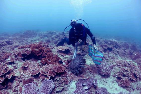 After several years of continuous efforts, the current amount of Acanthaster planci between 2014 and 2015 was maintained within normal limits of healthy coral reef. (Photo by Ming-Hsiu Cheng)