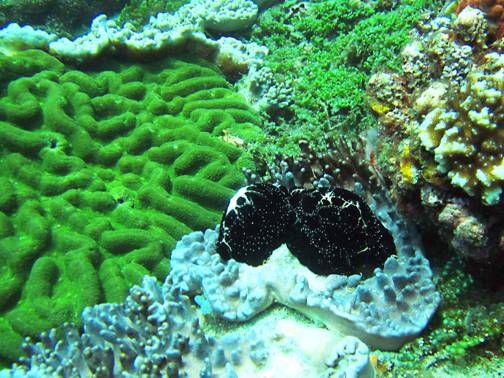 Ovula ovum is a common large shellfish in South Penghu Marine National Park.