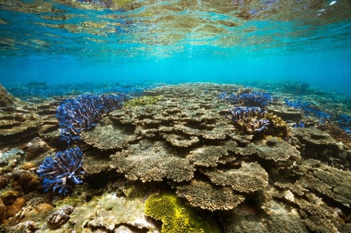 Thriving marine ecosystem in South Pebghu