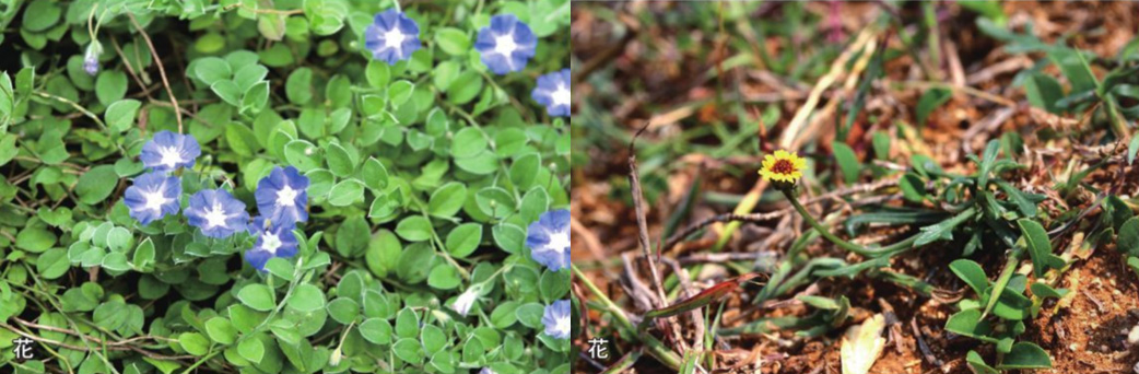 Evolvulus alsinoides (left) and Glossocardia bidens (right) embellish the green grasses like fairies.