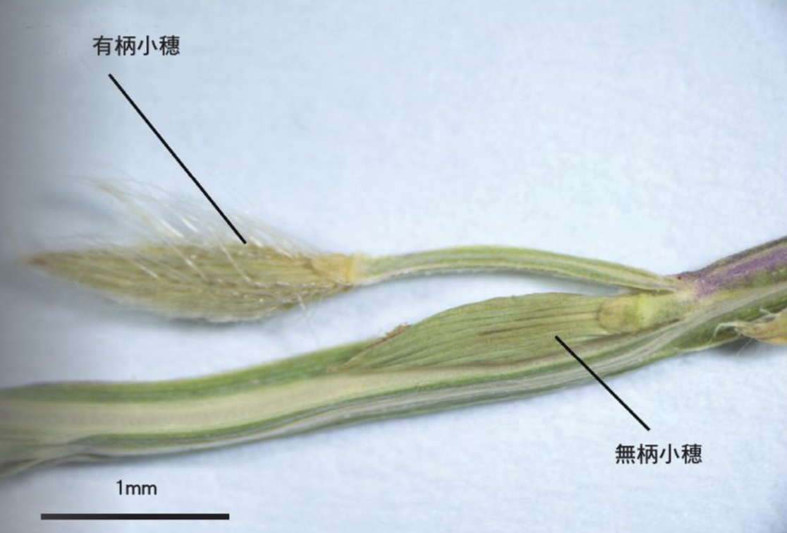 Close-up shot of the Digitaria heterantha flower in the illustrated book.