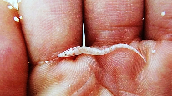 Dorsal view of the burrowing sand darter. (Photo by Liao Chen-heng)