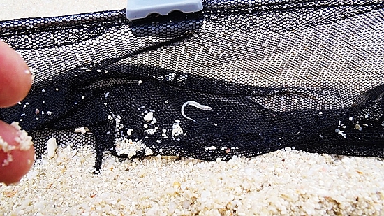 The burrowing sand darter is tiny and easily overlooked without careful searching. (Photo by Liao Chen-heng)