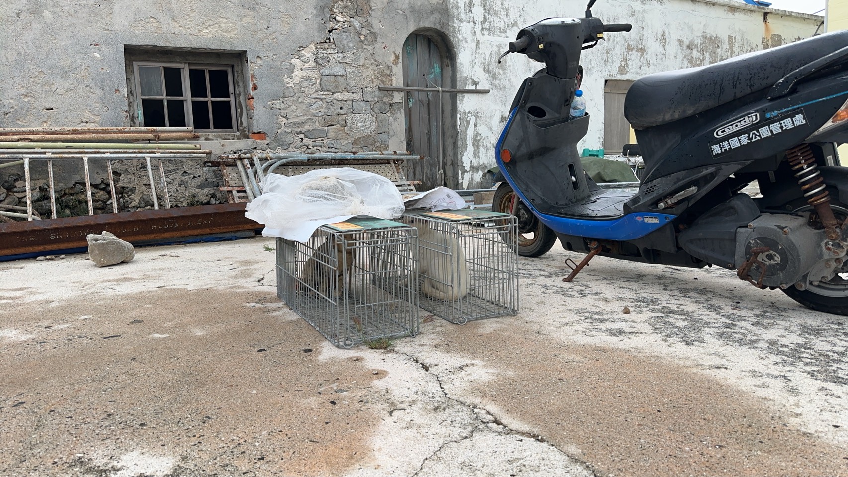 圖2、貓隻抓捕作業