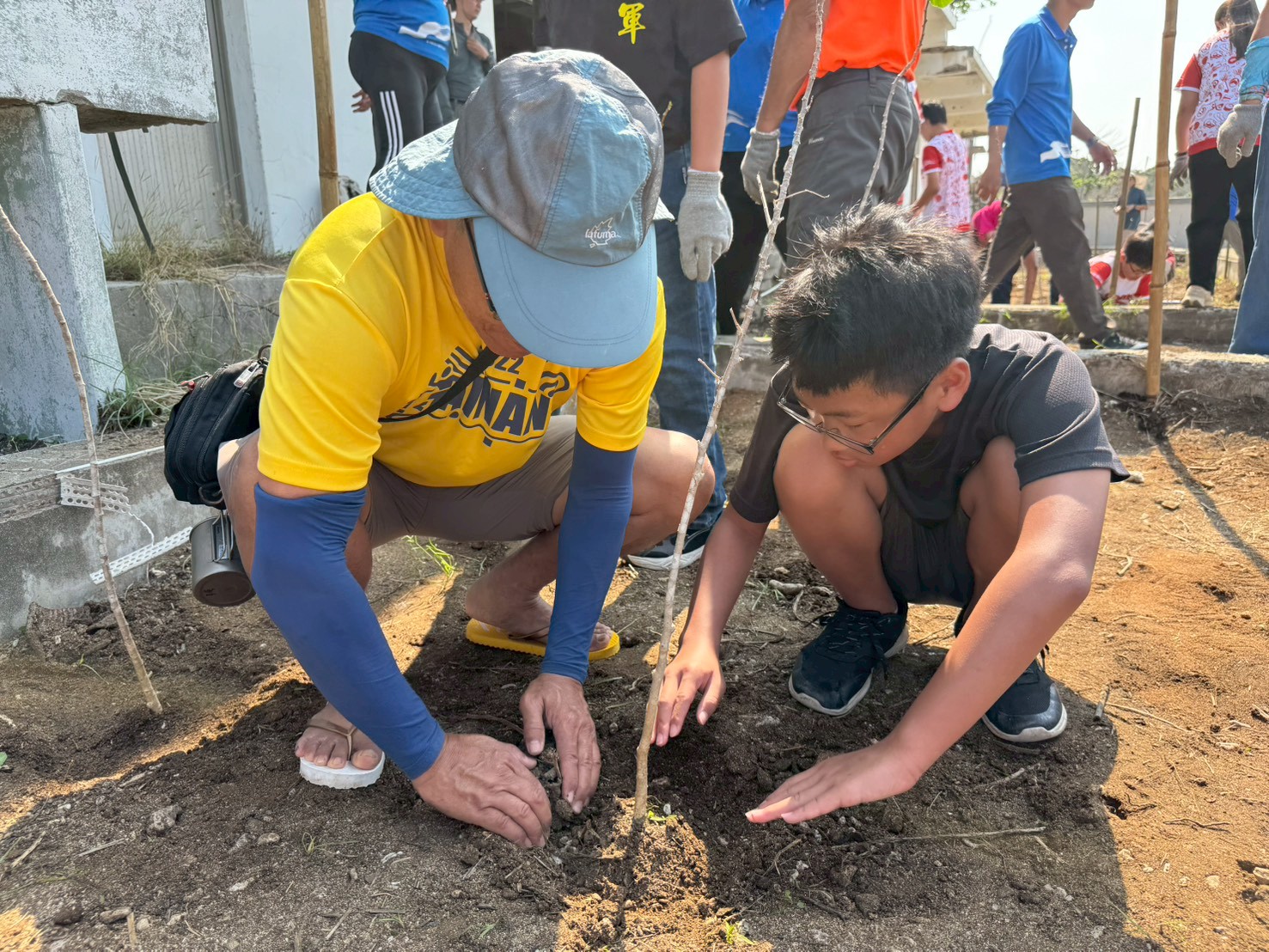 圖2-1、黃槿樹苗挺過海風與烈日,茁壯成長,成為島上炎炎夏日中難得的綠意,整體樹苗存活率達到8成。