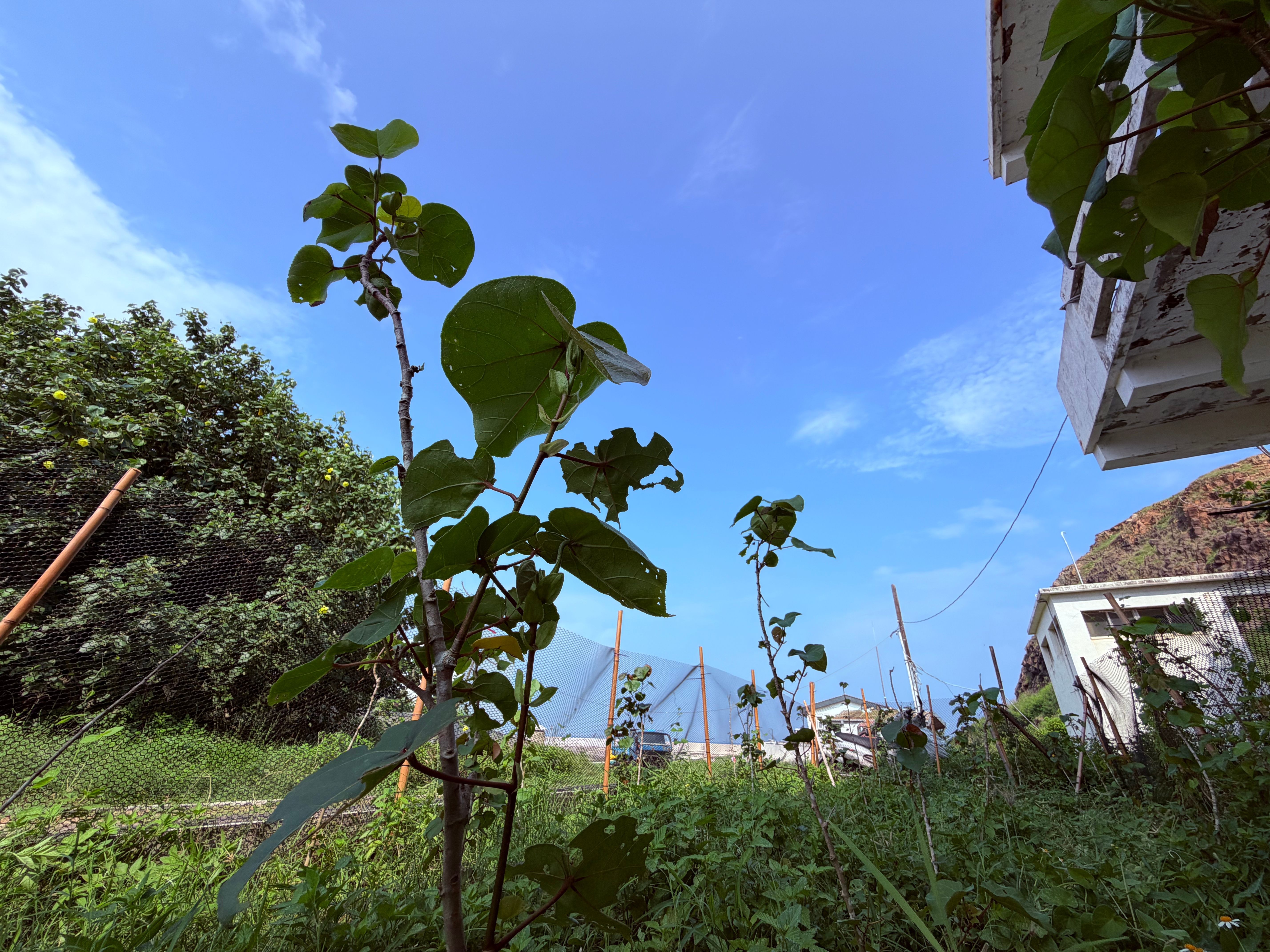 圖2-2、黃槿樹苗挺過海風與烈日,茁壯成長,成為島上炎炎夏日中難得的綠意,整體樹苗存活率達到8成。